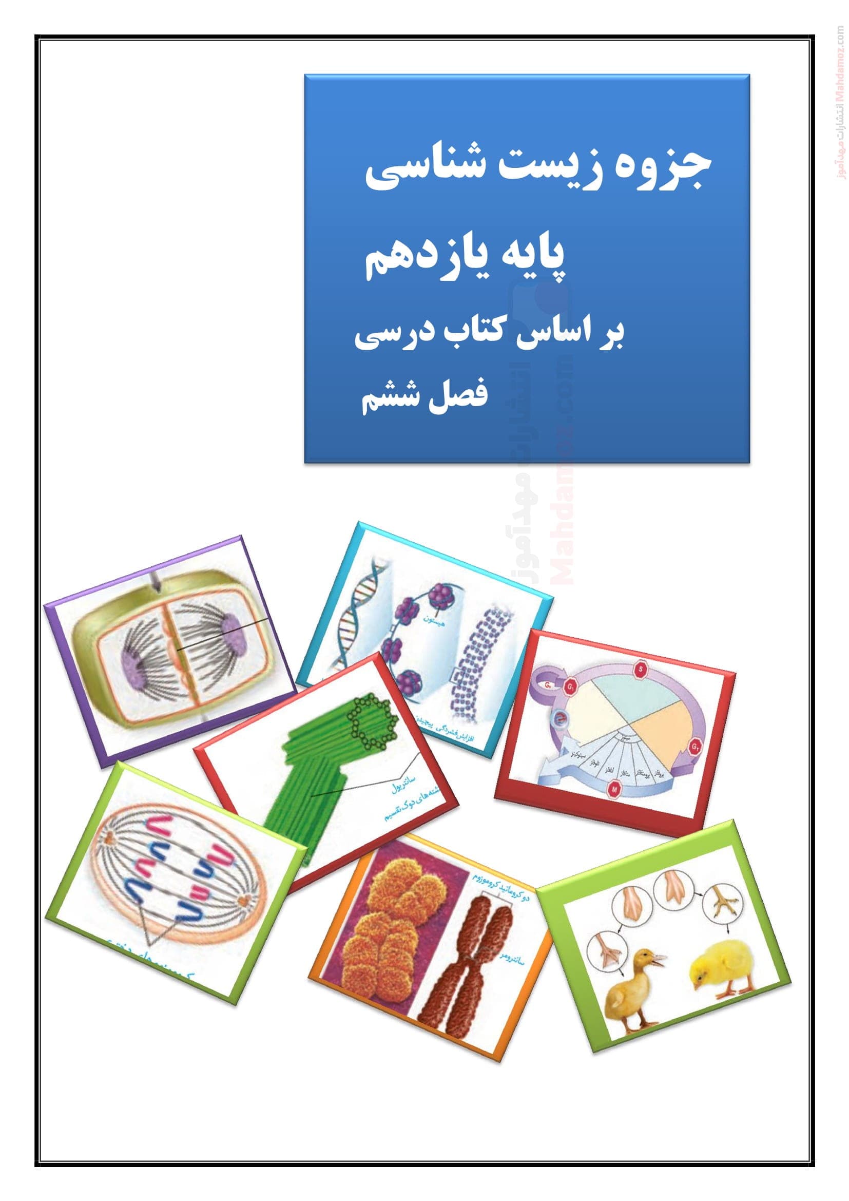 چکیده و سوال و جواب فصل 6 زیست شناسی یازدهم تجربی