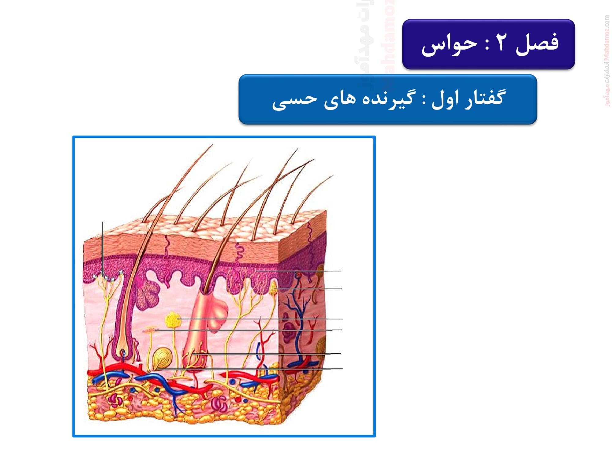 درسنامه آموزشی فصل 2 حواس زیست شناسی پایه یازدهم