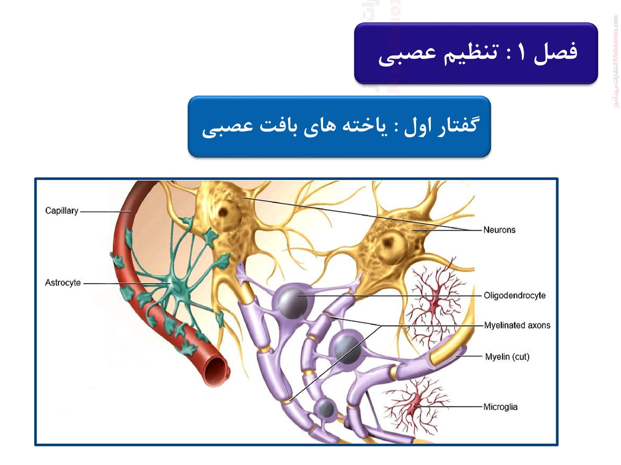 درسنامه آموزشی فصل یک گفتار یکم زیست شناسی یازدهم متوسطه