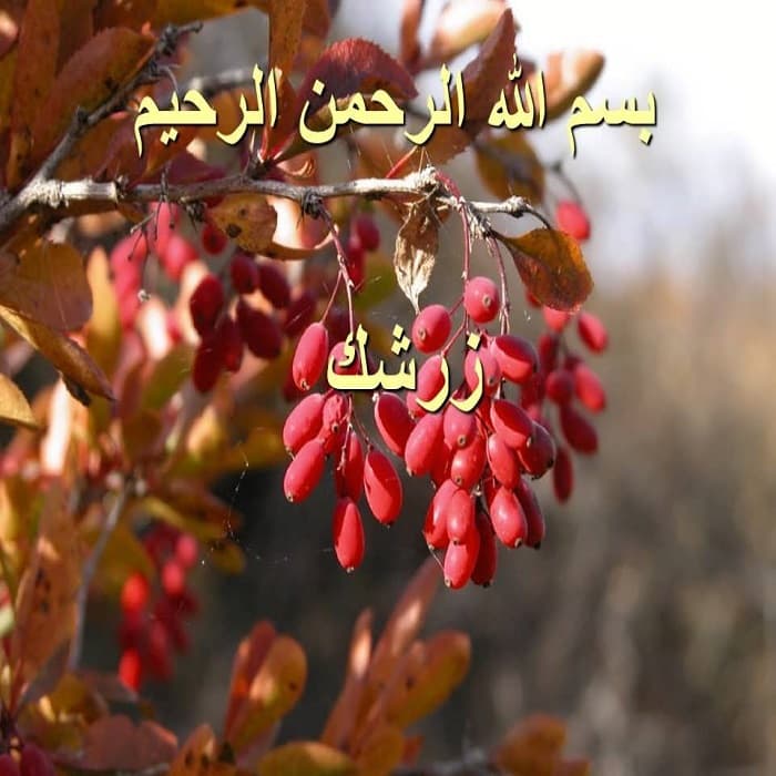 پاورپوینت زرشک