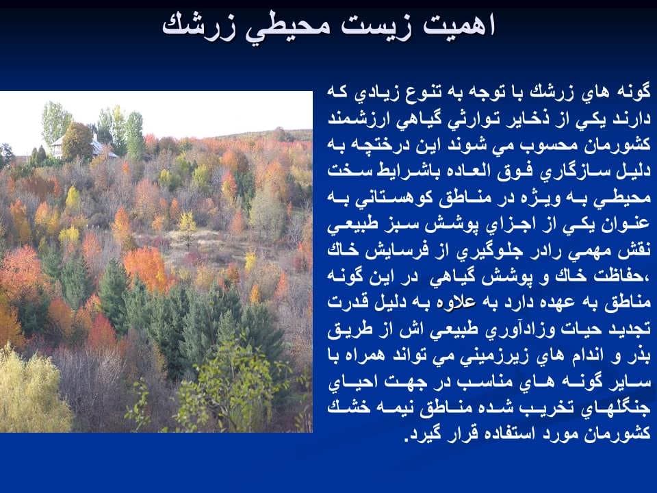 پاورپوینت زرشک — تصویر ۷