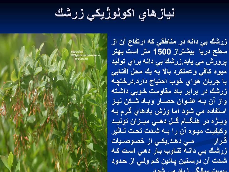 پاورپوینت زرشک — تصویر ۴