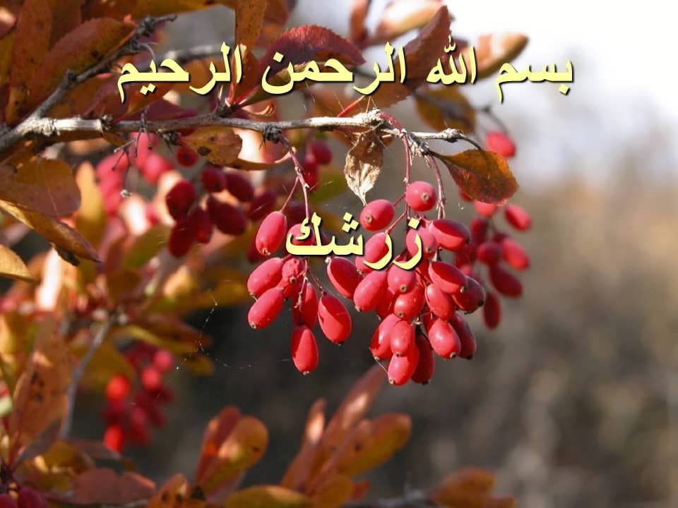 پاورپوینت زرشک — تصویر ۲