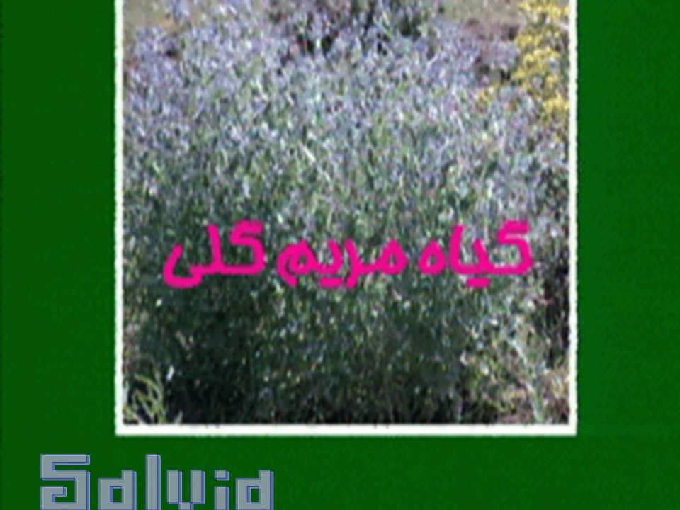پاورپوینت دائره المعارف گیاهان دارویی — تصویر ۶
