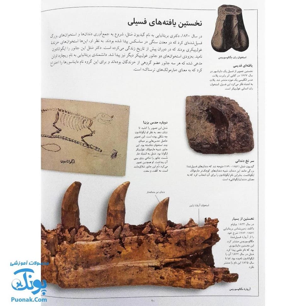 کتاب دایناسورها از مجموعه شاهد عینی — تصویر ۵