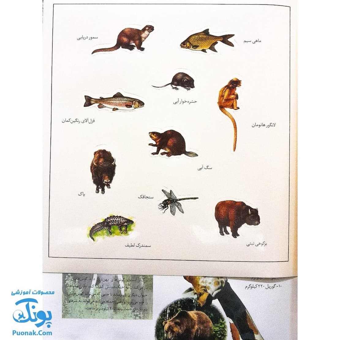 کتاب حیوانات وحشی بچسبان و بیاموز ۱۷ به همراه ۶۰ برچسب — تصویر ۷