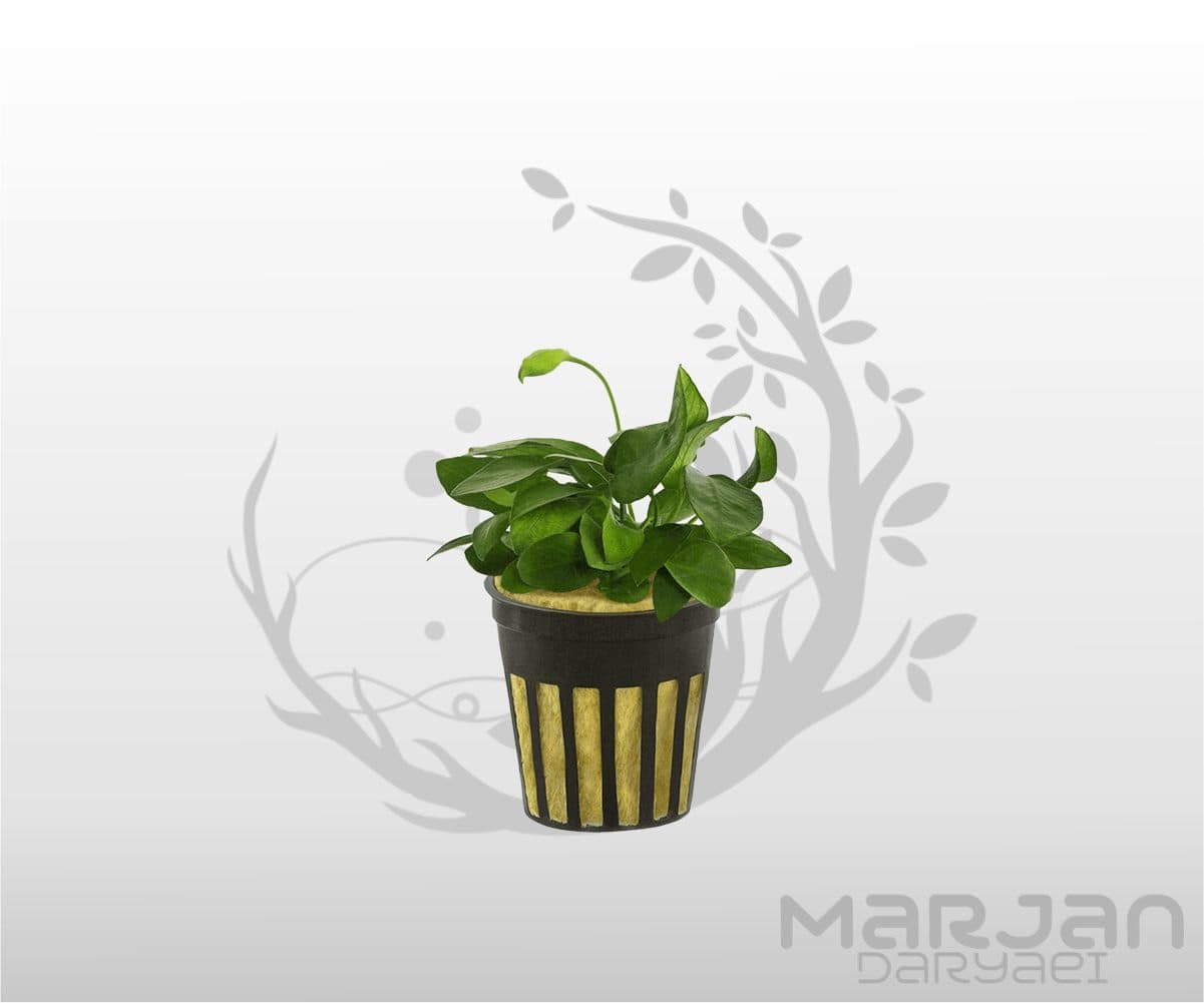 گیاه آنوبیاس بارتری نانا سایز بزرگ