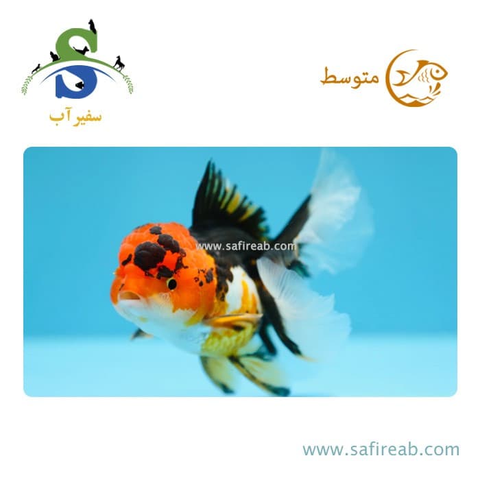 ماهی گلدفیش — تصویر ۲