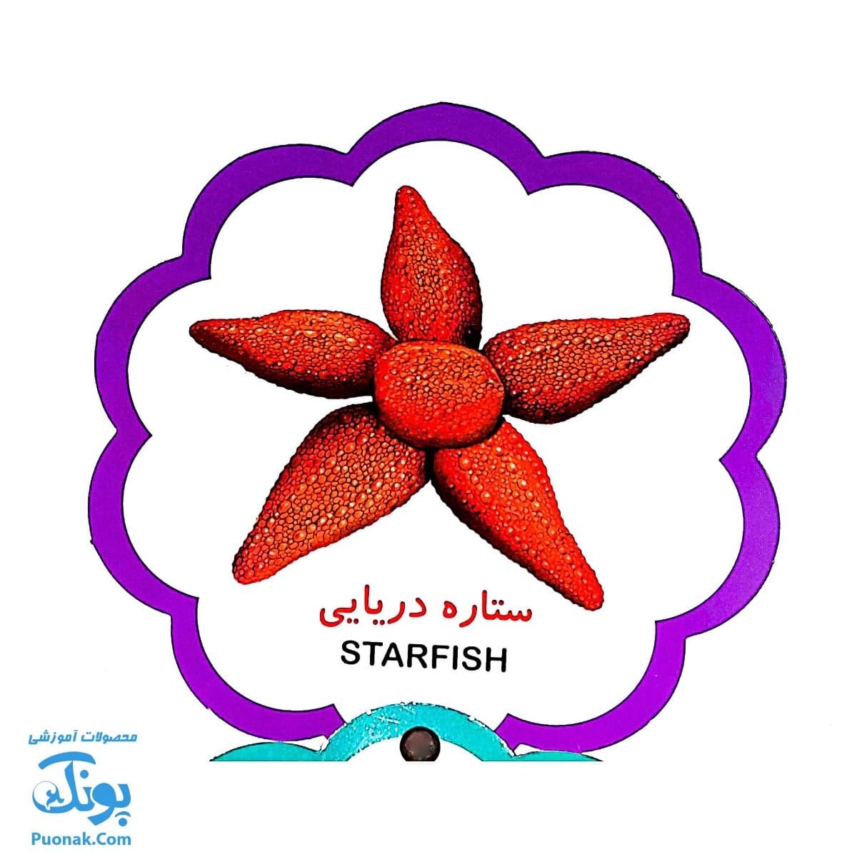 کتاب مصور حیوانات دریا دو زبانه (مجموعه کتب تصویری کودکان جلد چهارم – دکمه ای) — تصویر ۷