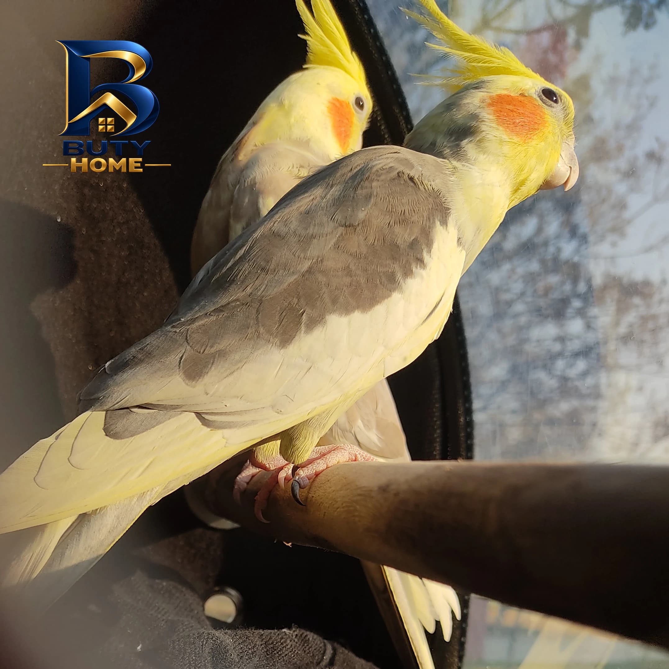 کوله پشتی حمل پرندگان مدل تارا — تصویر ۳