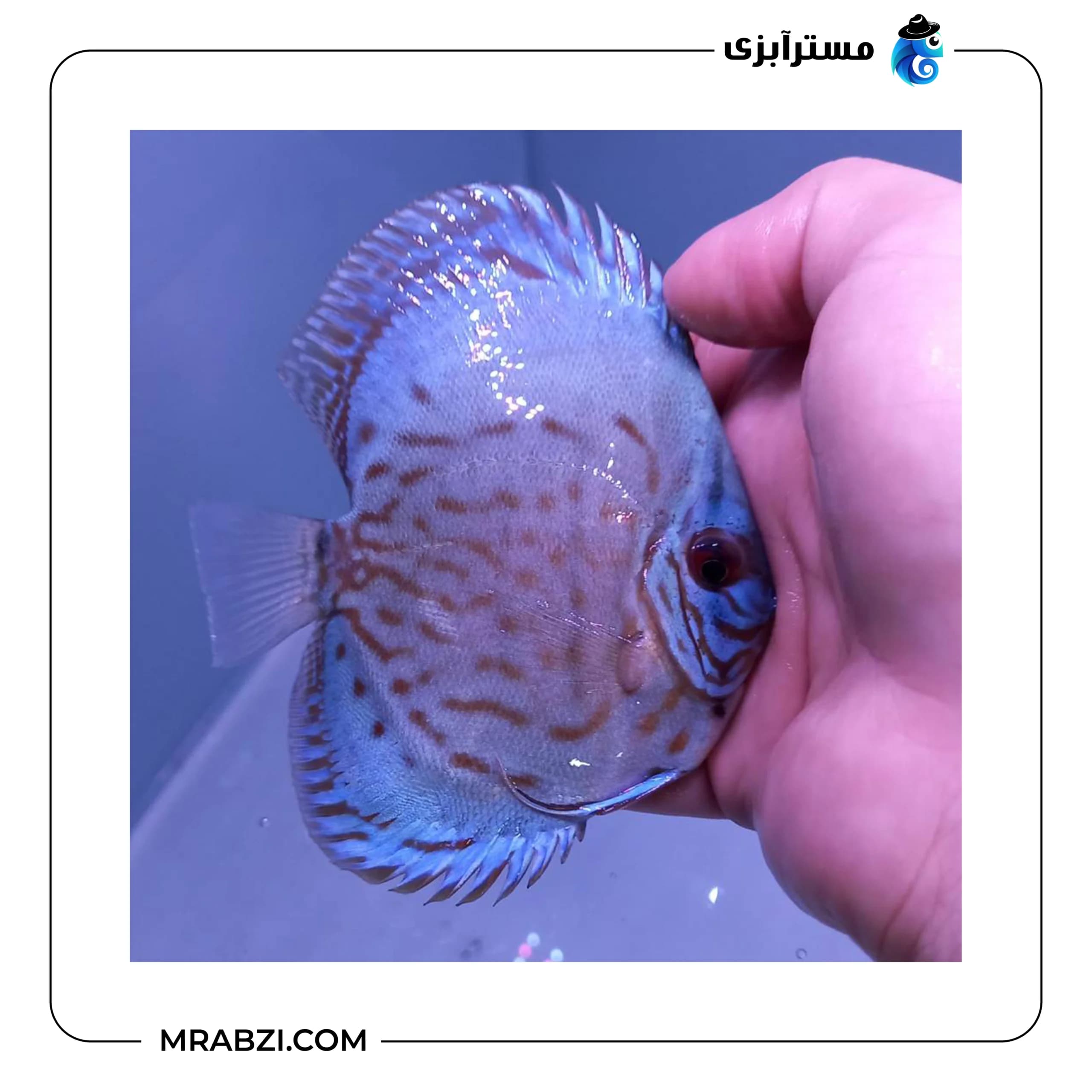 دیسکس بلو برلیانت — تصویر ۲