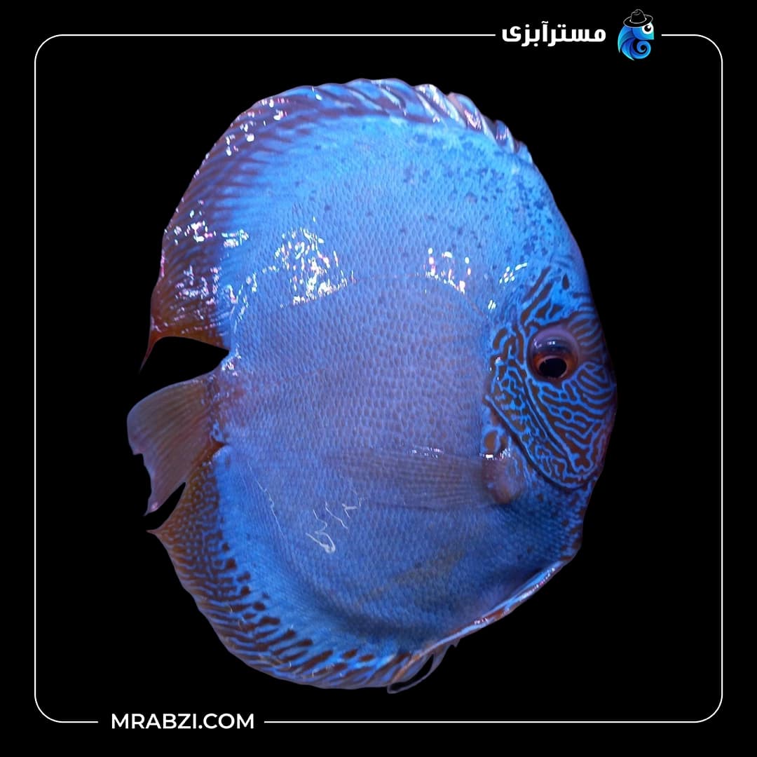 دیسکس بلو اسکارپیون