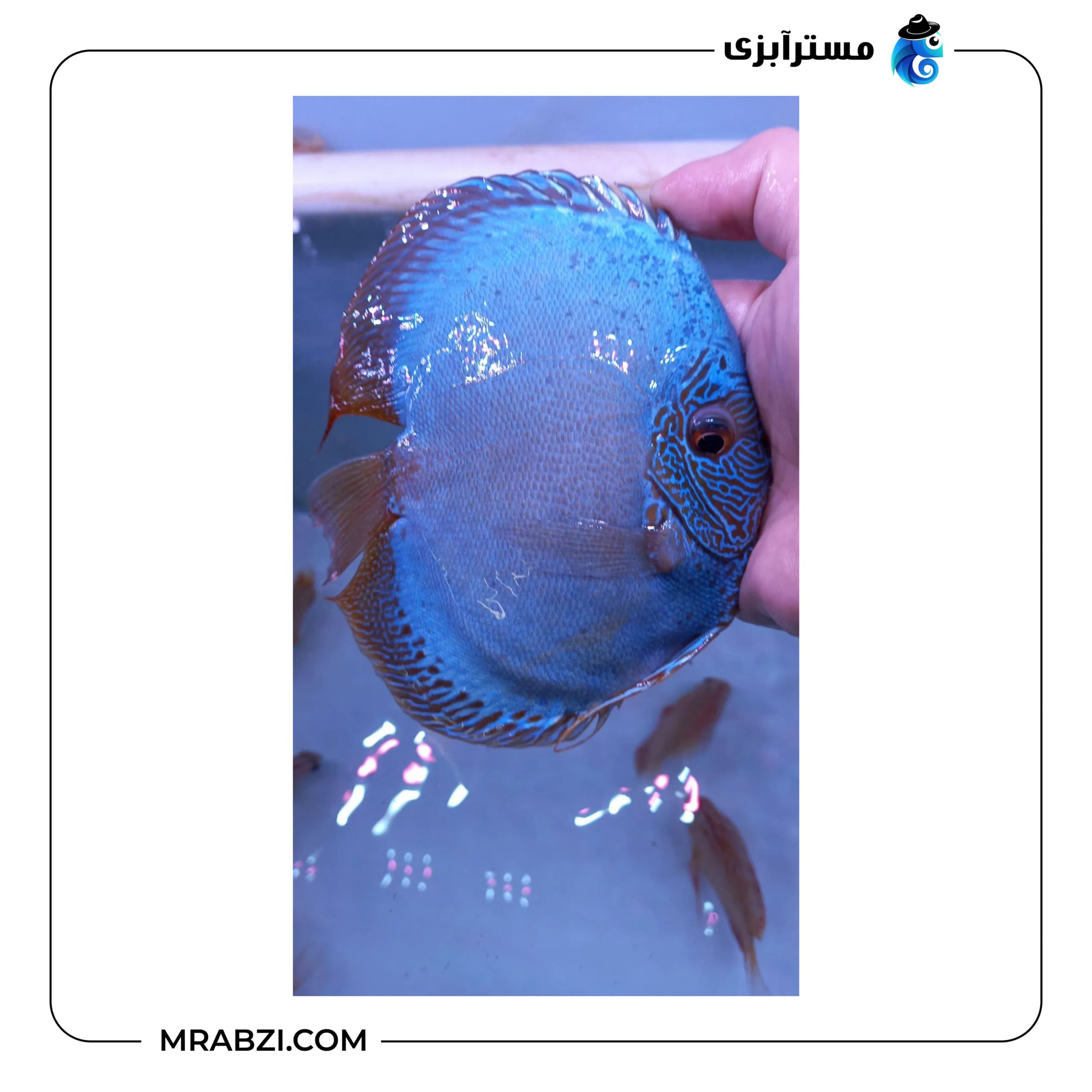 دیسکس بلو اسکارپیون — تصویر ۳
