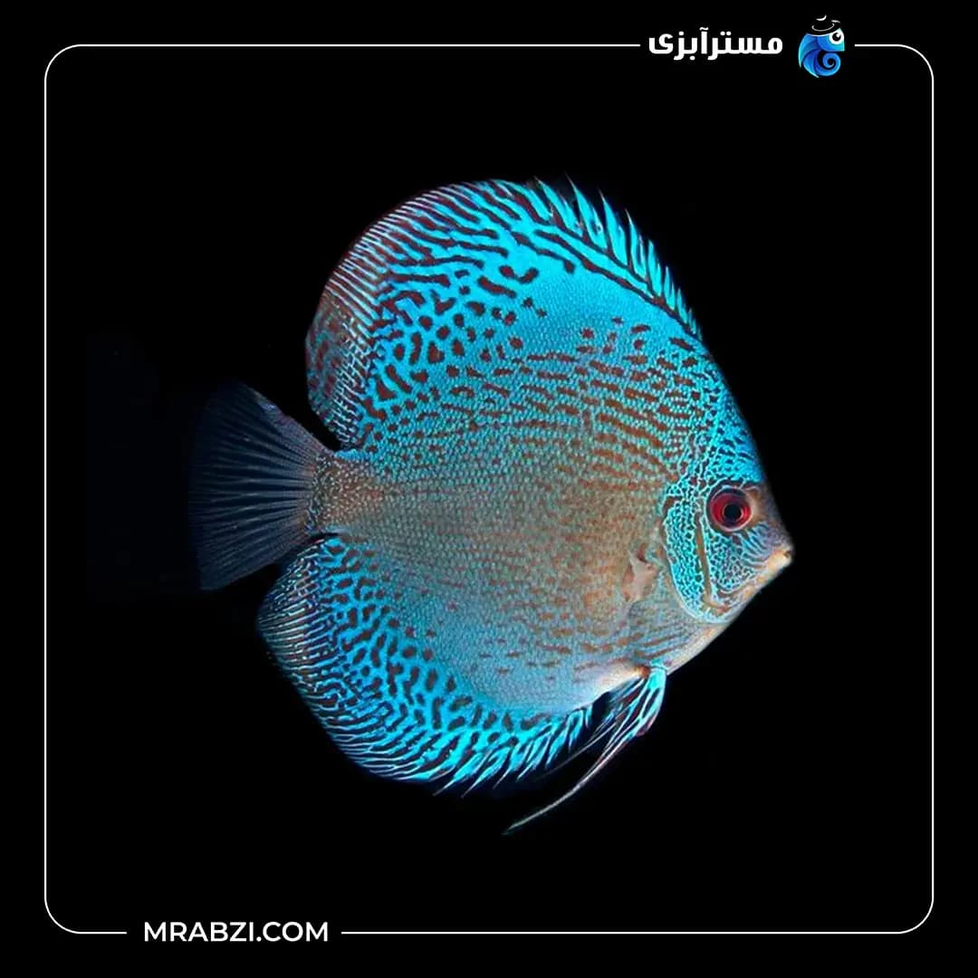دیسکس بلو اسکارپیون — تصویر ۲