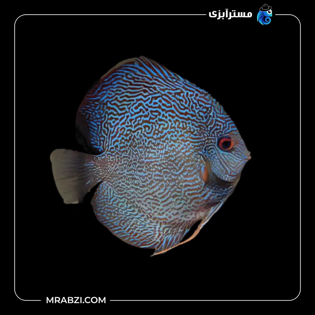 دیسکس رد اسنک