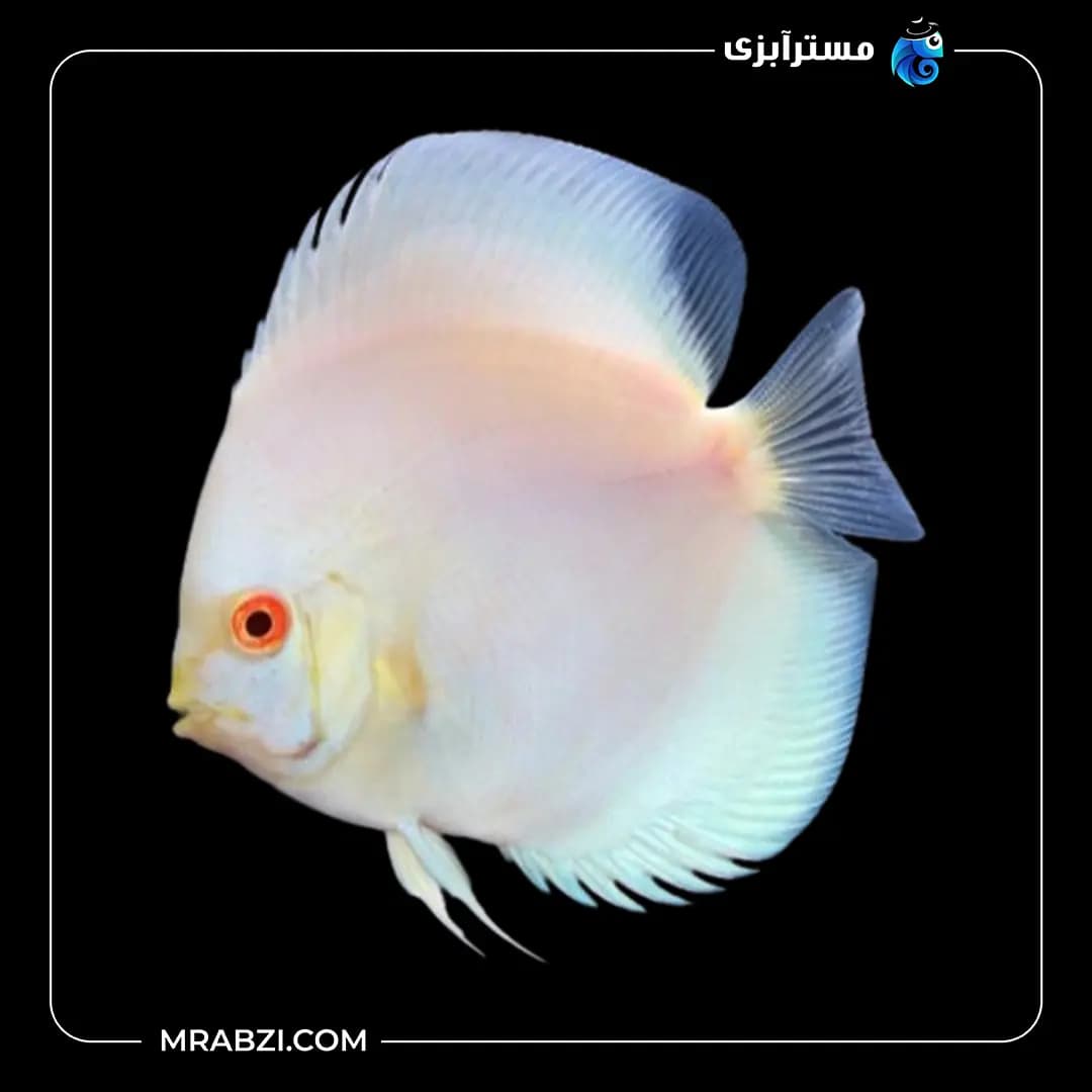 دیسکس اسنو وایت