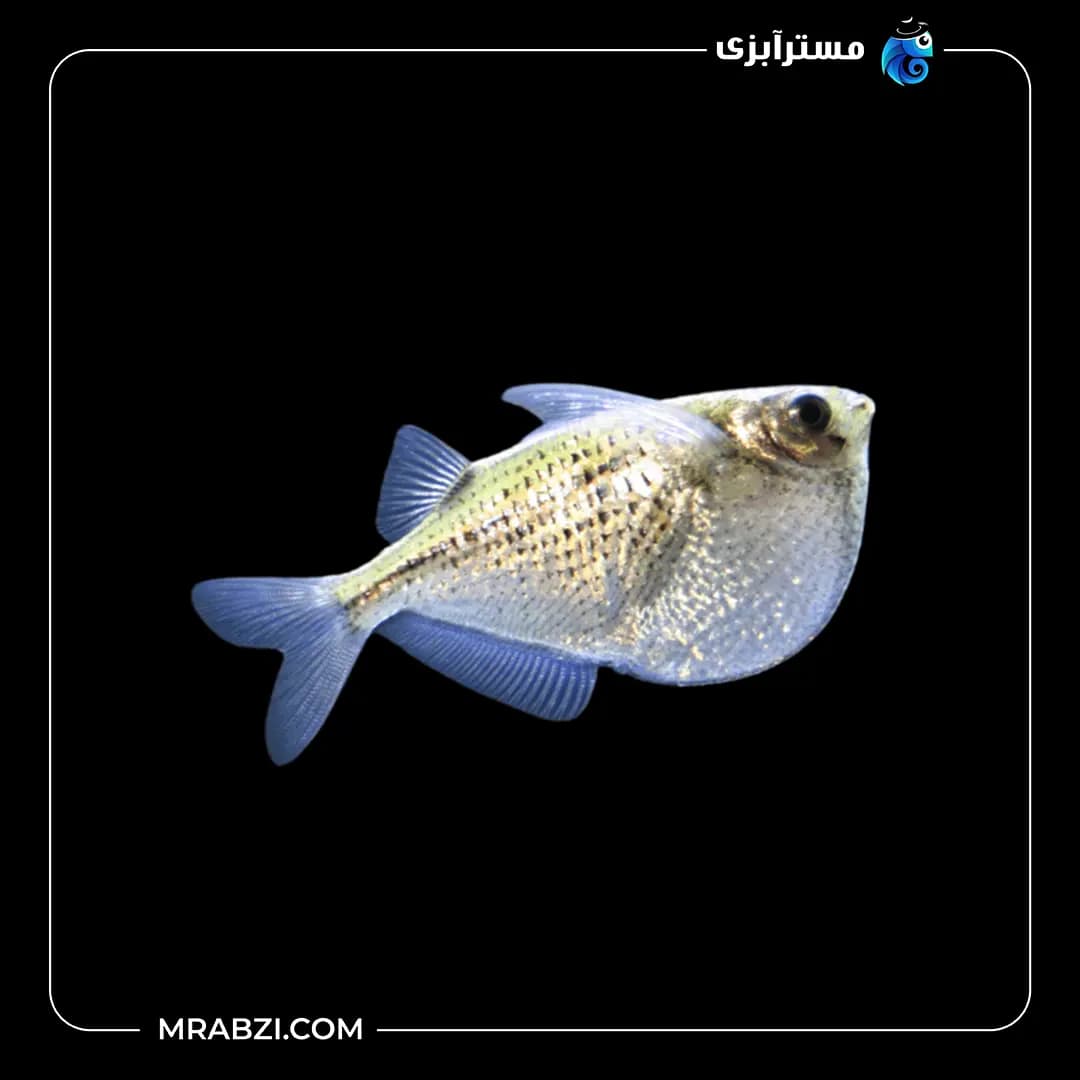 ماهی تترا تبرزین(شکم تیز)