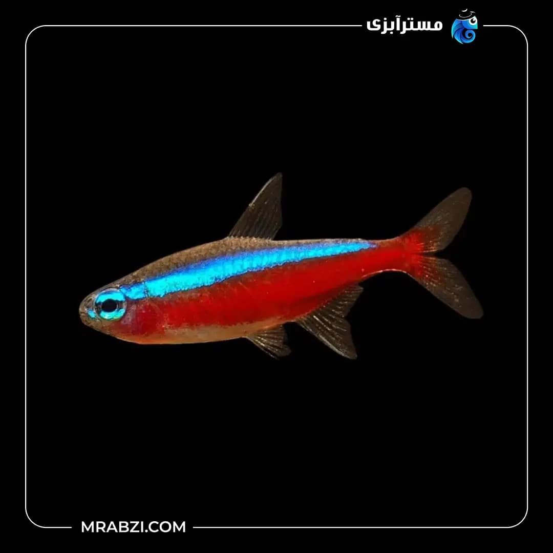 ماهی تترا کاردینال