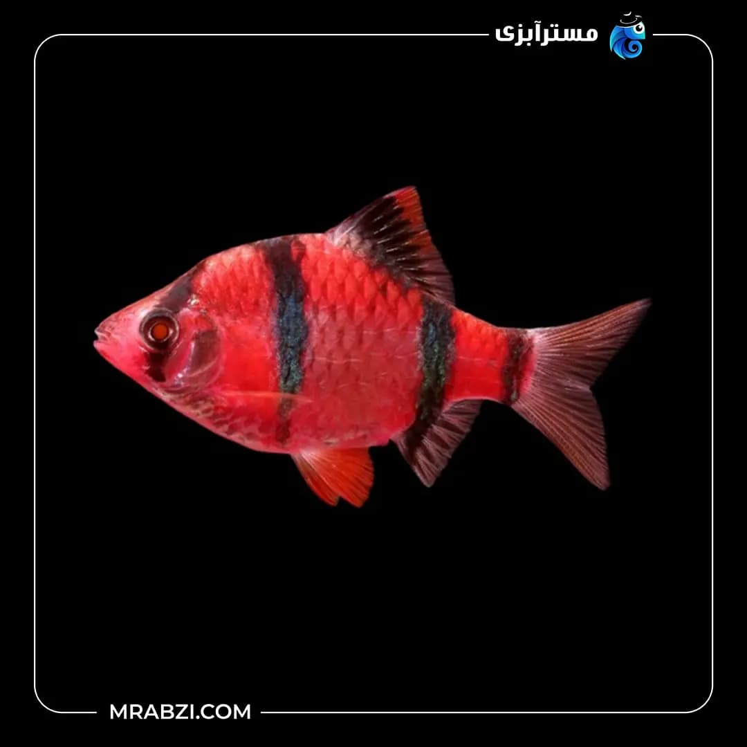 ماهی تایگر بارب قرمز