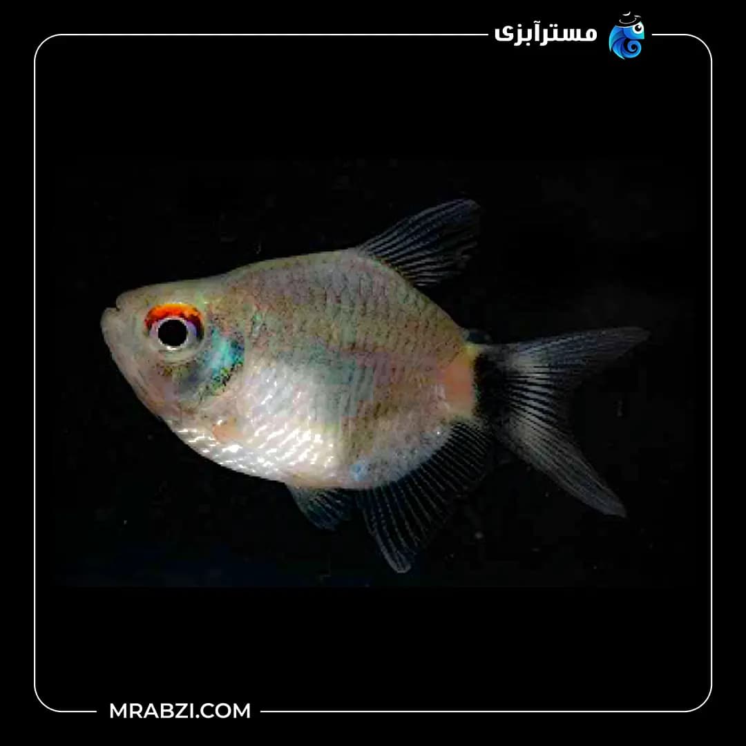 تترا چشم چراغی (چشم قرمز) بالن
