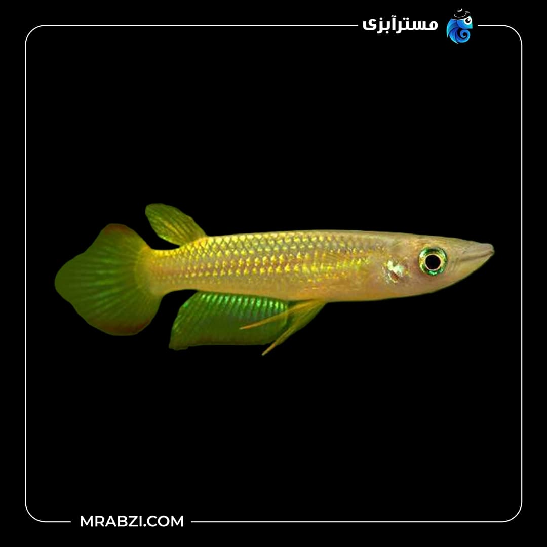 ماهی پانچاکس طلایی