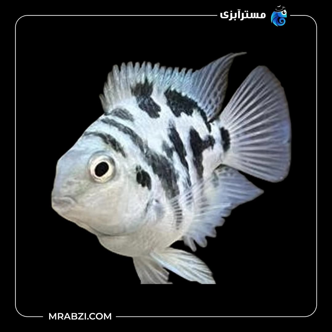 ماهی پرت پولار