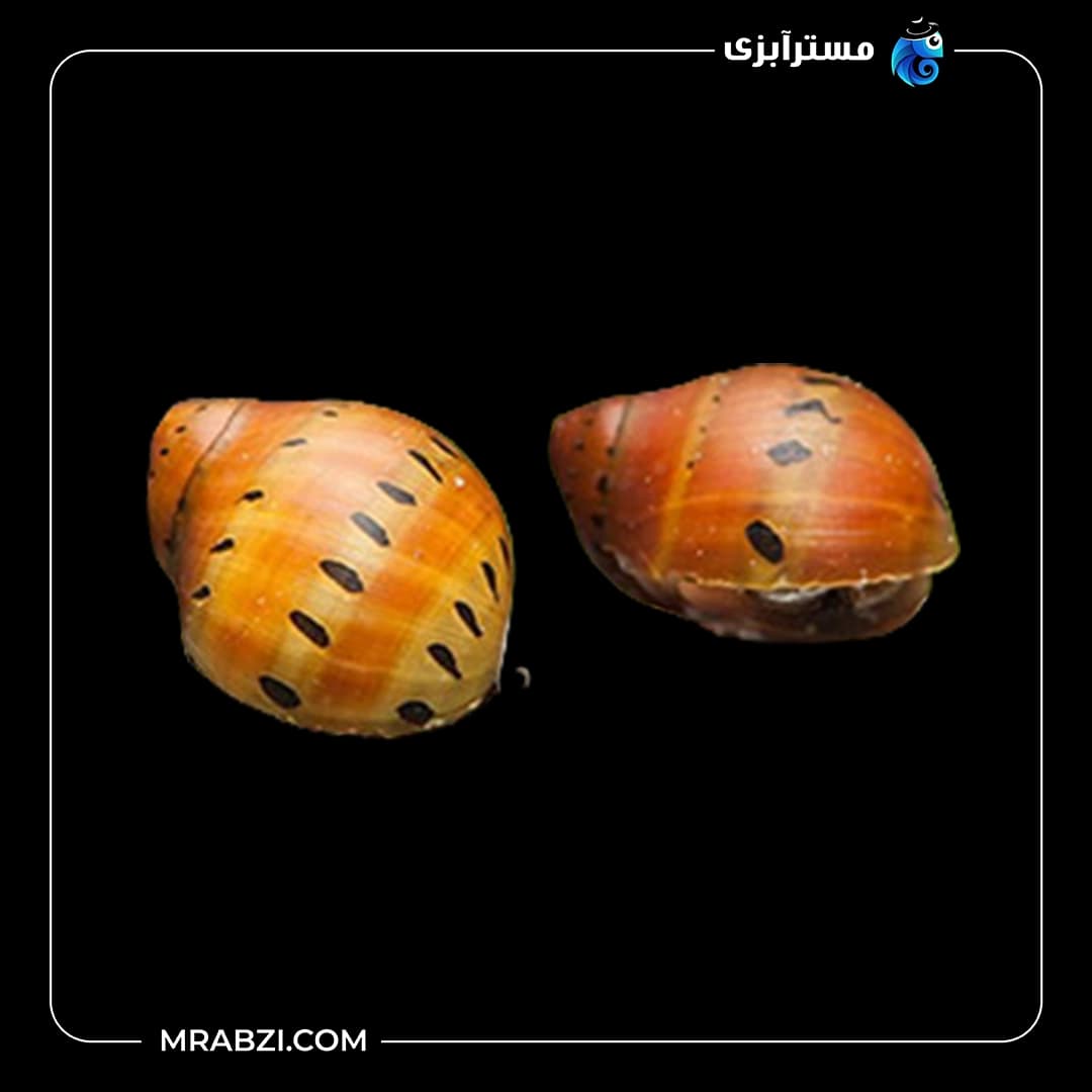 حلزون باتیک