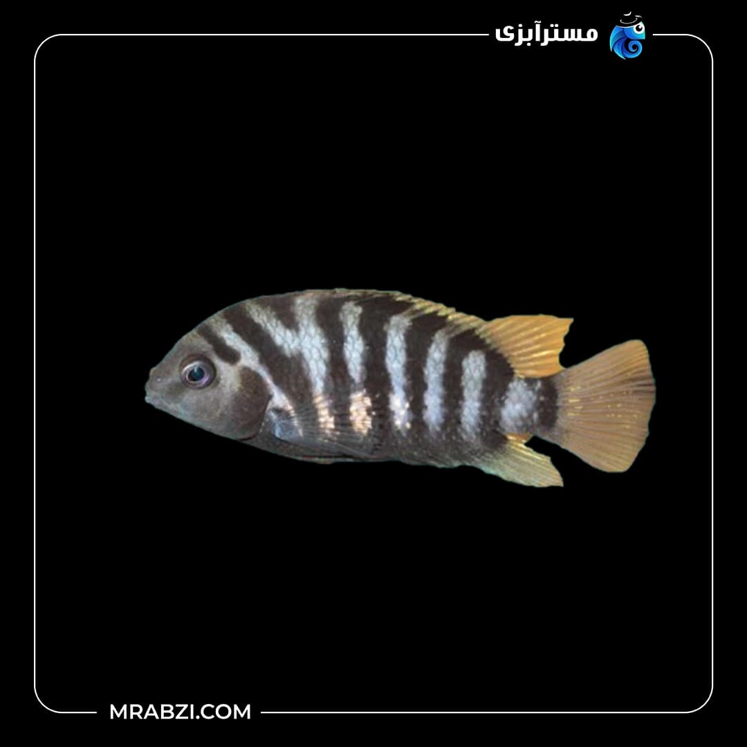 ماهی سیچیلاید گورخری