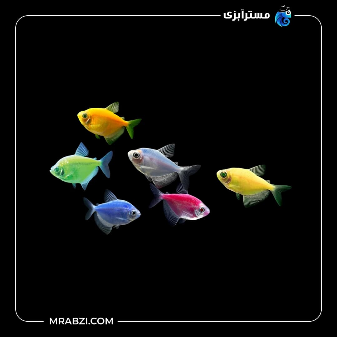 پک ماهی کالر ویدو رنگی 20 عددی