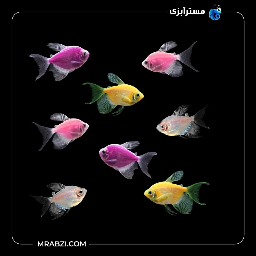 پک ماهی کالر ویدو رنگی 100 عددی