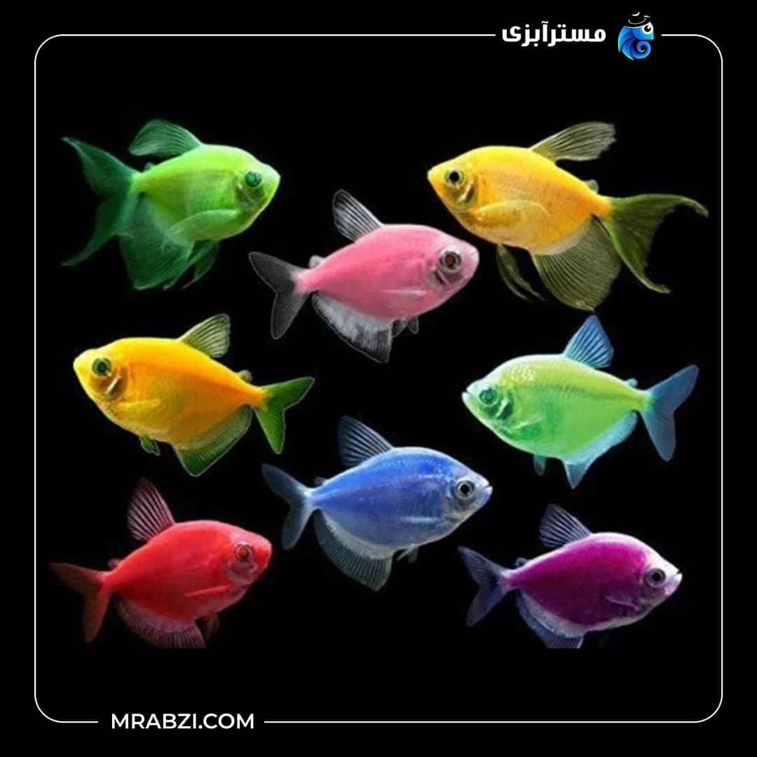 پک ماهی کالر ویدو 500 عددی