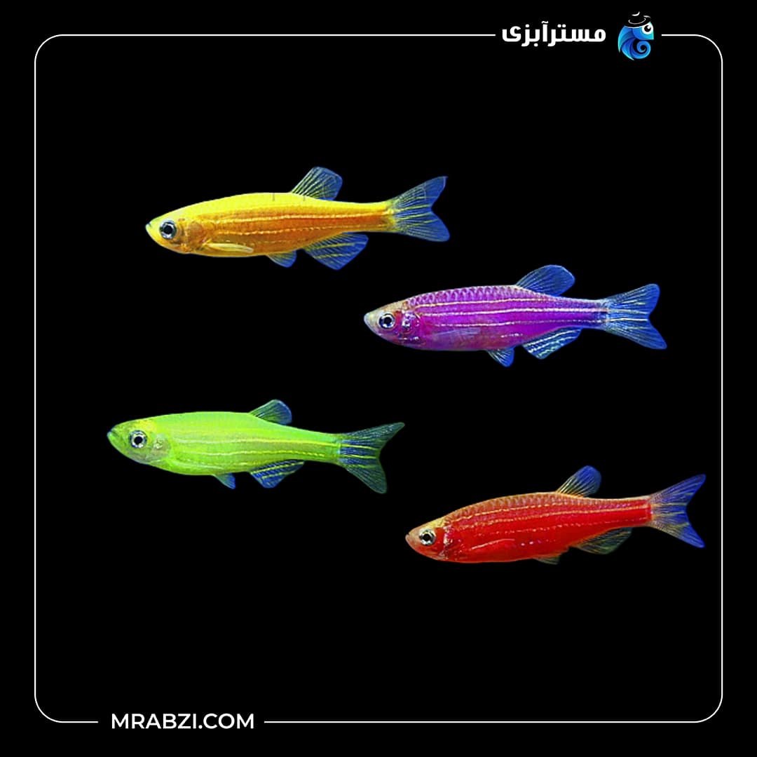 پک ماهی زبرا دانیو 20 عددی