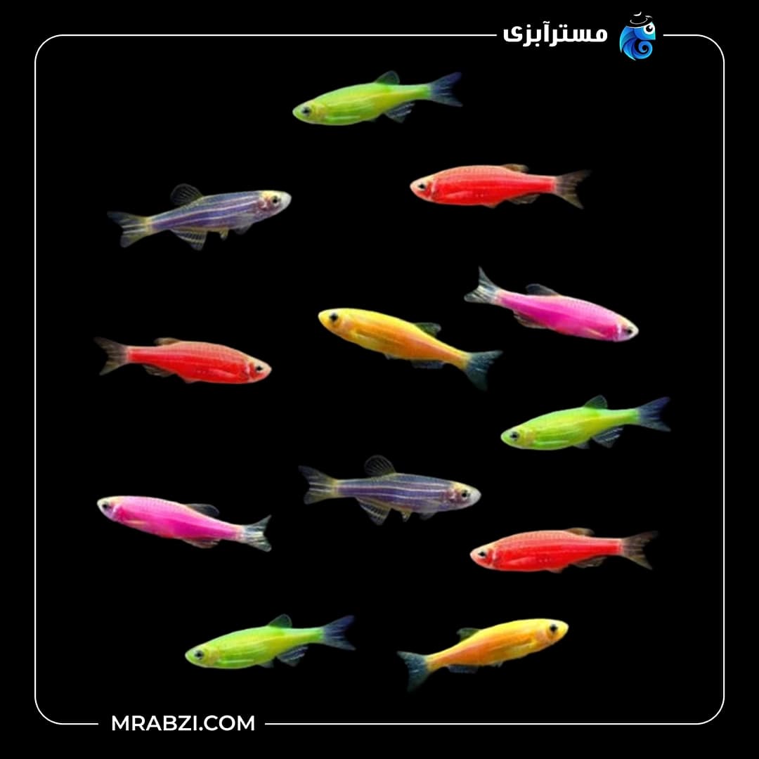 پک ماهی زبرا دانیو 500 عددی