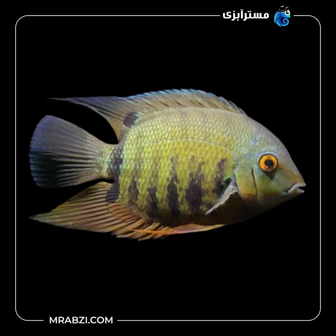 سورم سبز