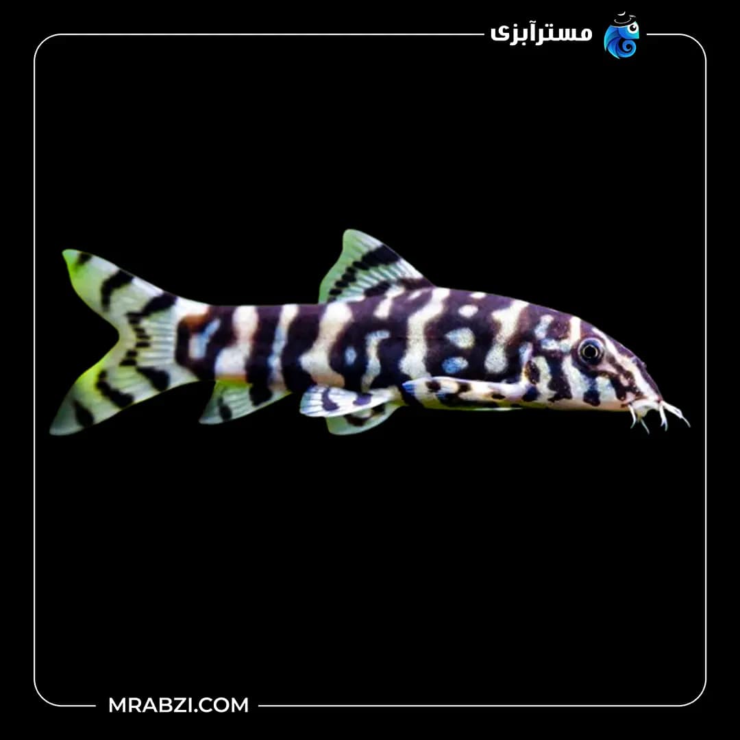 لوچ پاکستانی