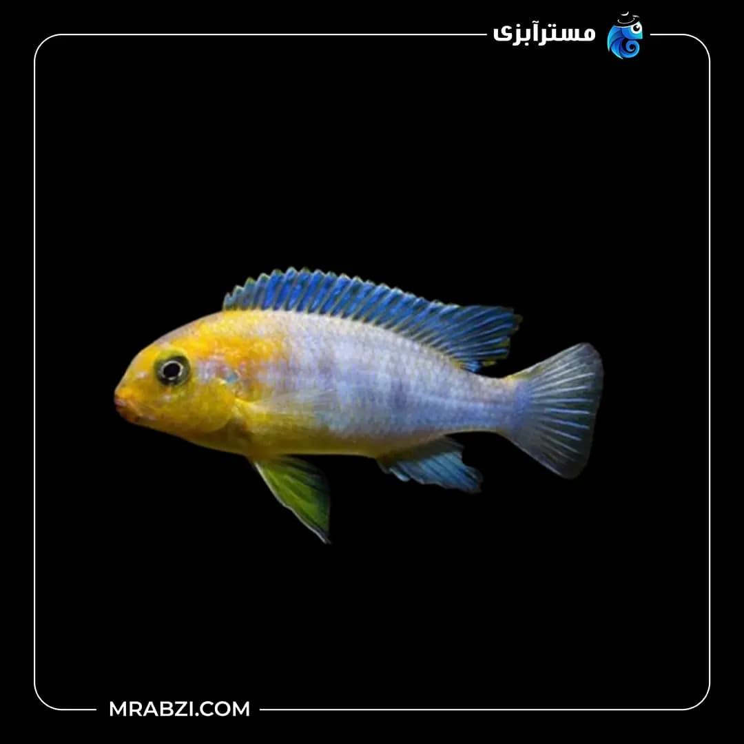 ماهی سیچلاید رد چیک