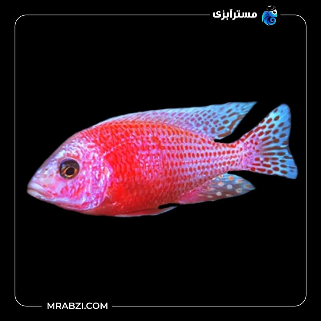 ماهی سیچلاید آفریقایی پینک