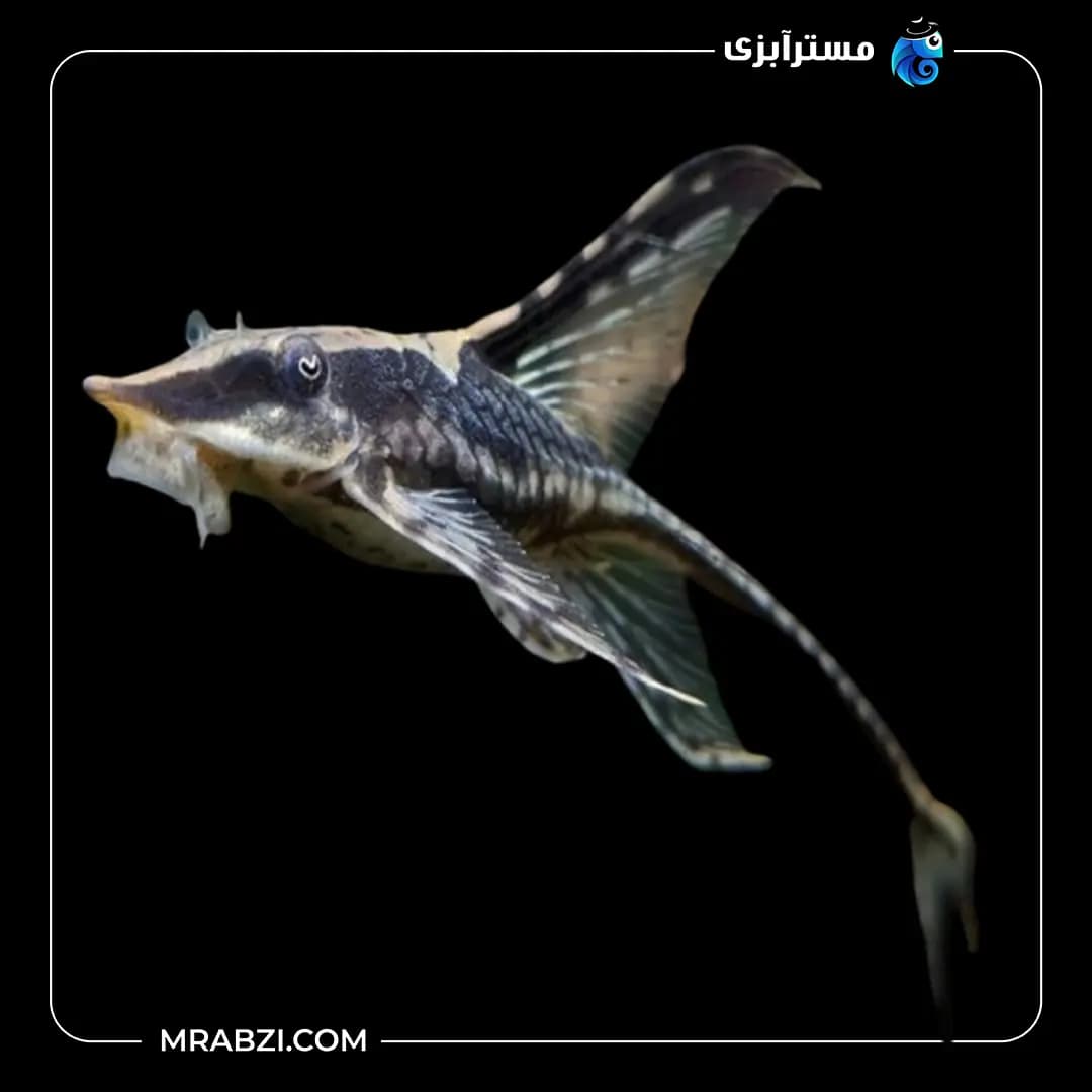 ماهی کت فارلوولا