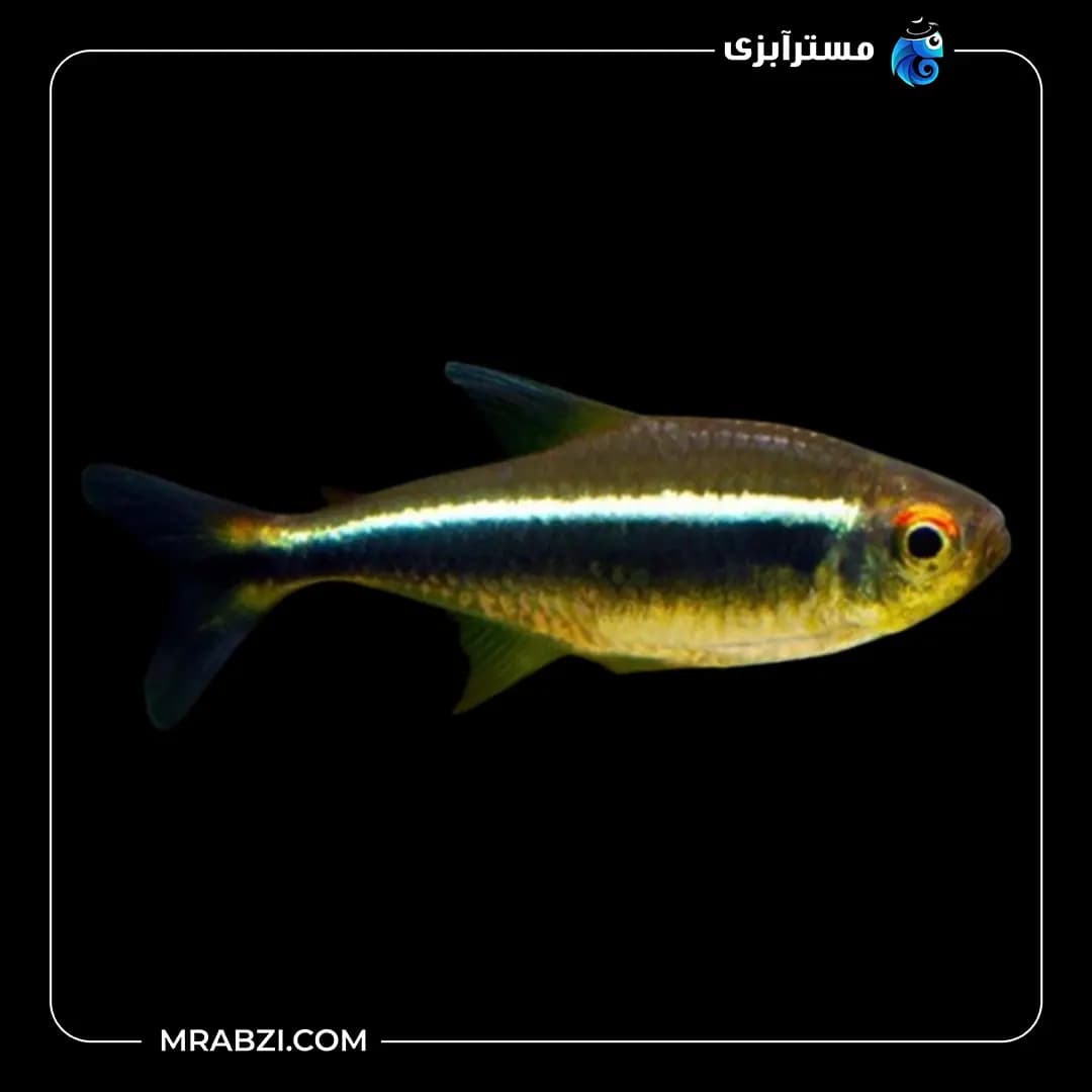 ماهی تترا نئون مشکی