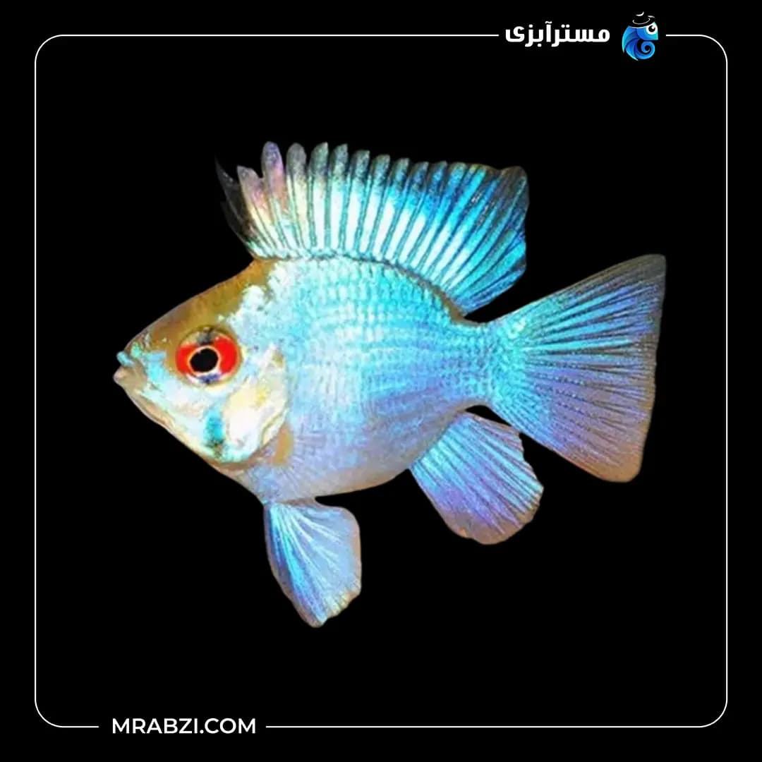 ماهی رامیزی بالن آبی