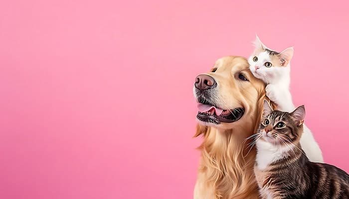 تصویر سگ و گربه با مفهوم پت شاپ و دامپزشکی