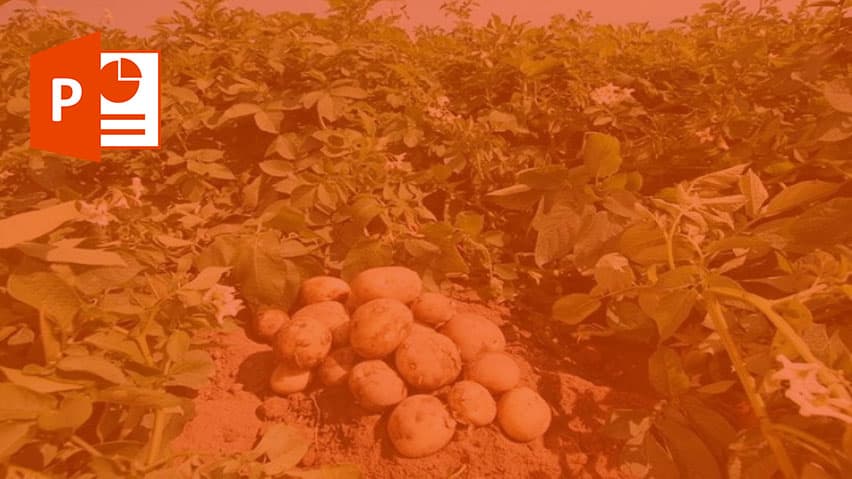 و دانلود پاورپوینت کشت سیب زمینی