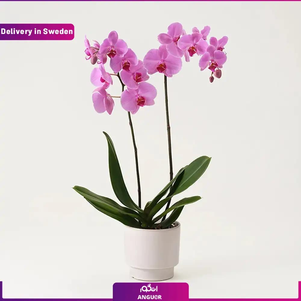 گلدان ارکیده (ارسال هدیه به سوئد )