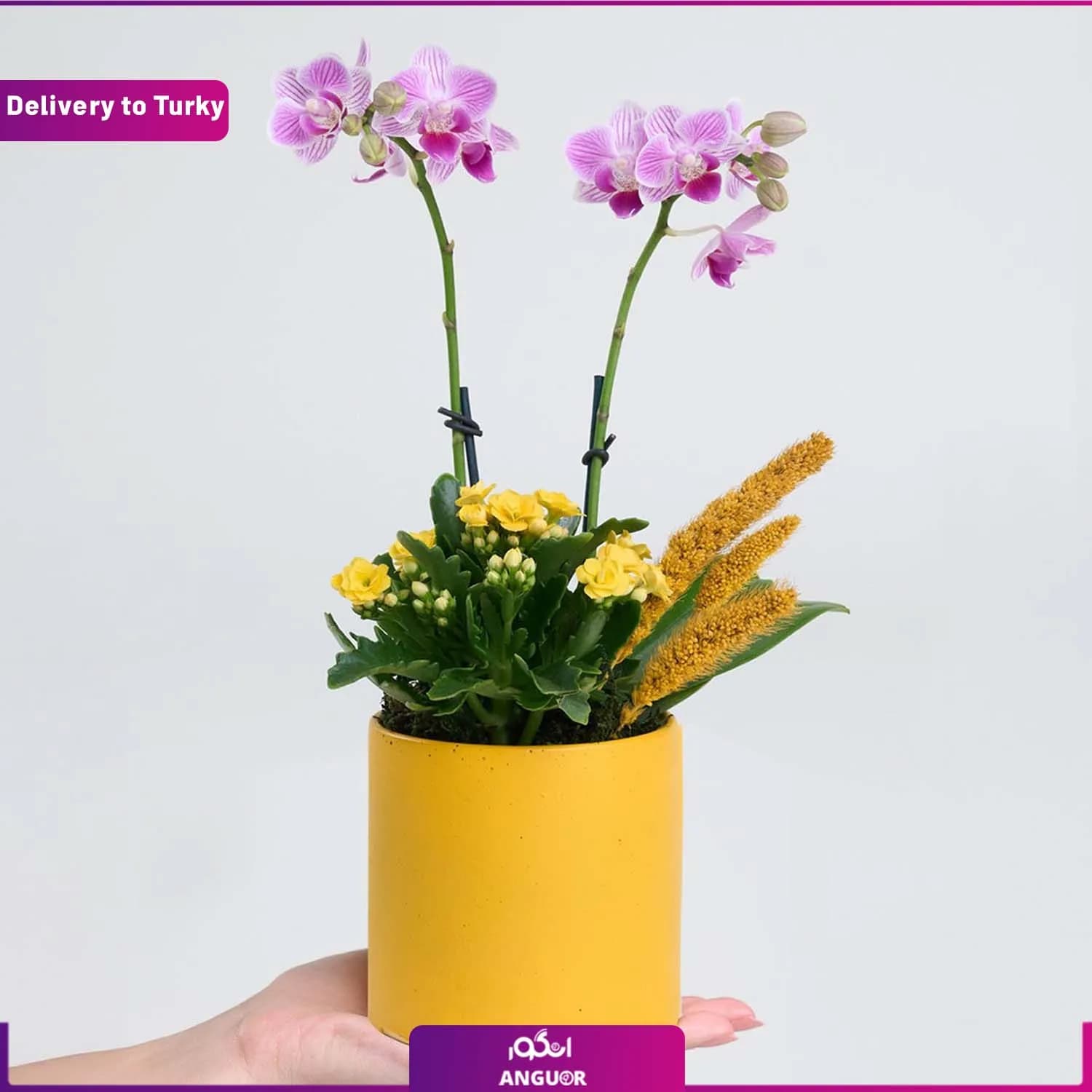 باکس گل ارکیده و کالانکوئه (ارسال گل به ترکیه)
