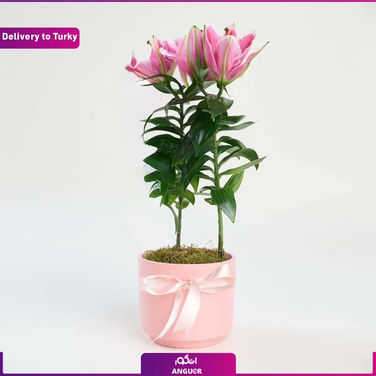 باکس گل نیلوفر (ارسال گل به ترکیه)