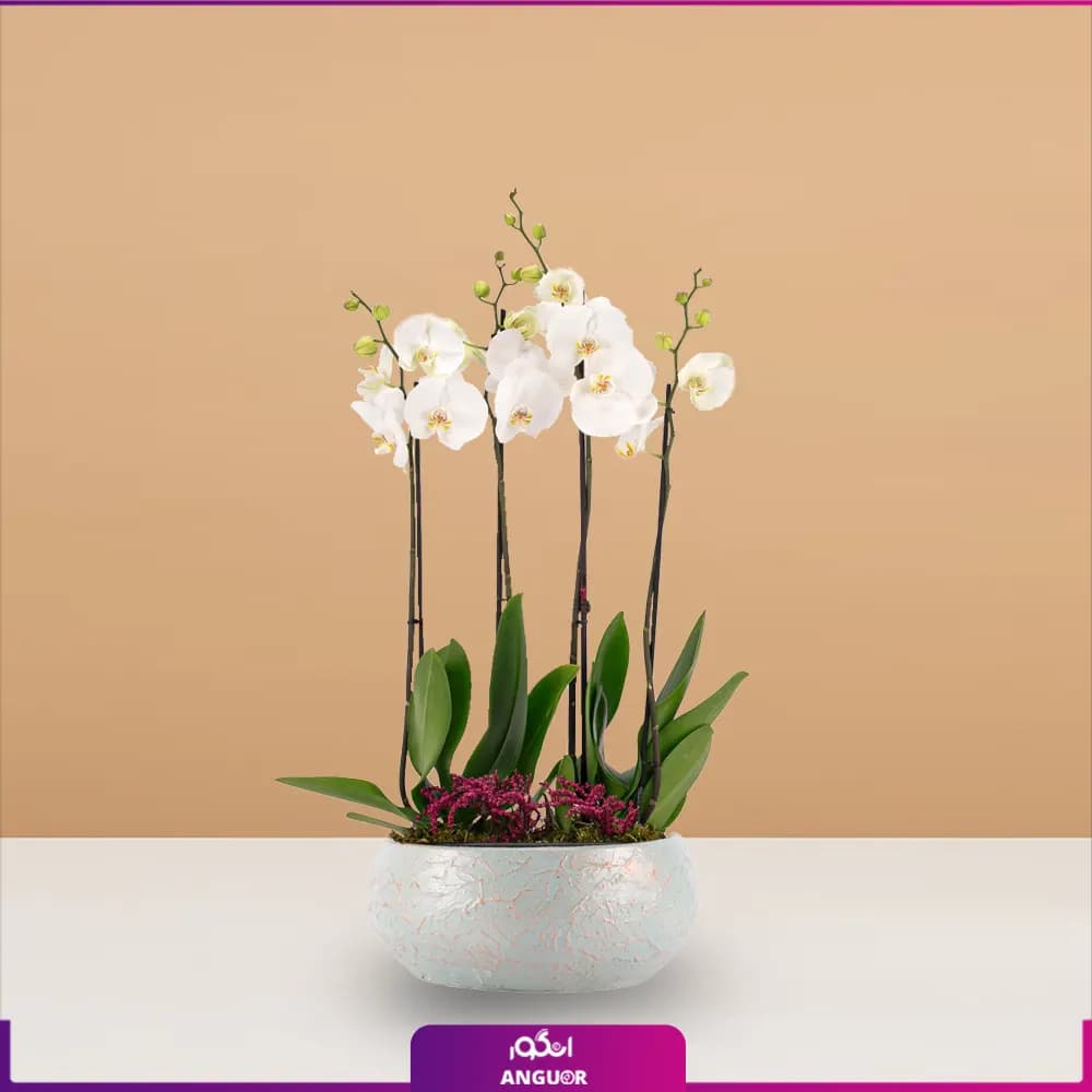 گل گلدانی ارکیده 4 شاخه