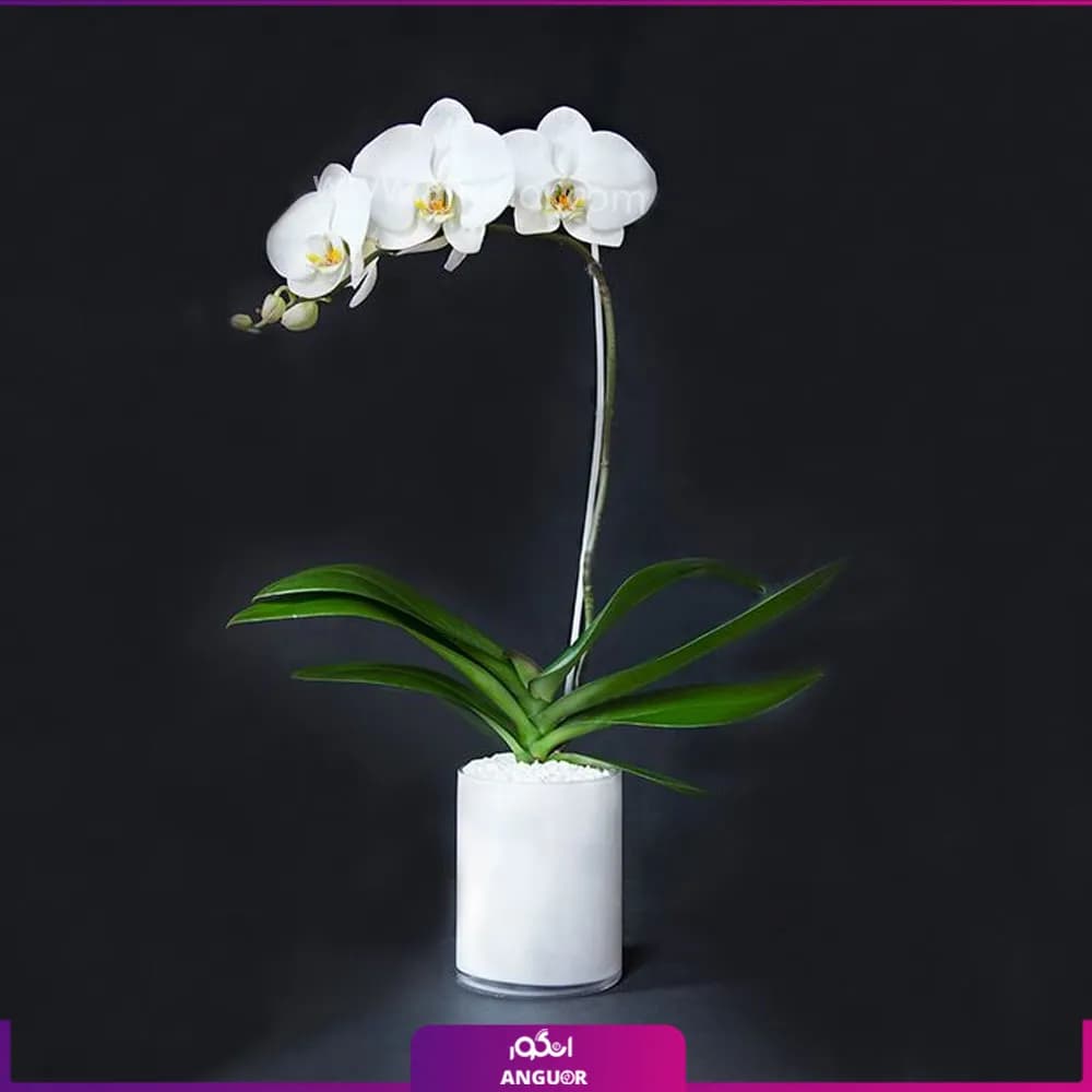 ارکیده سفید تک شاخه با گلدان سرامیک