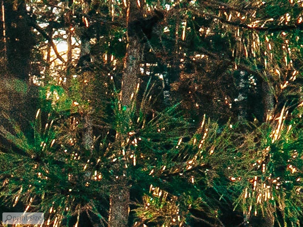 پوستر دیواری طبیعت جنگل M10063100 — تصویر ۳
