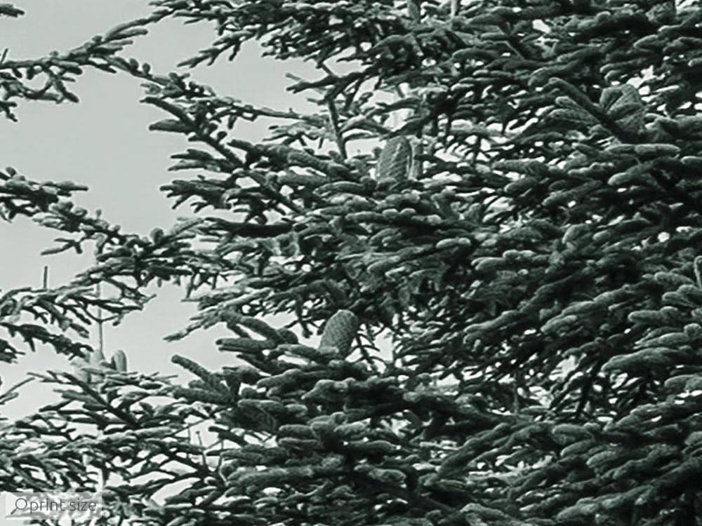 پوستر دیواری طبیعت جنگل درخت M10052700 — تصویر ۳
