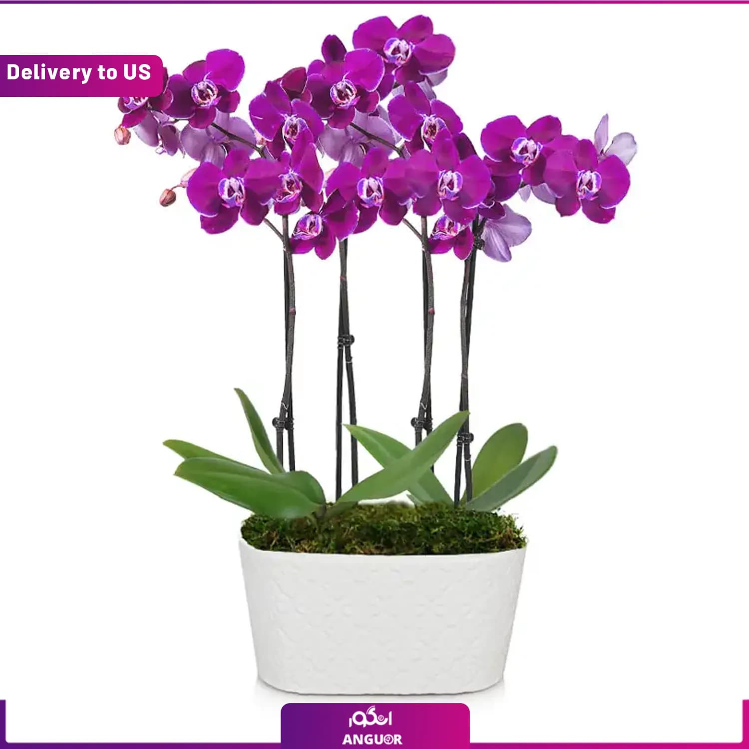 (Delivery to USA) Orchid Plant